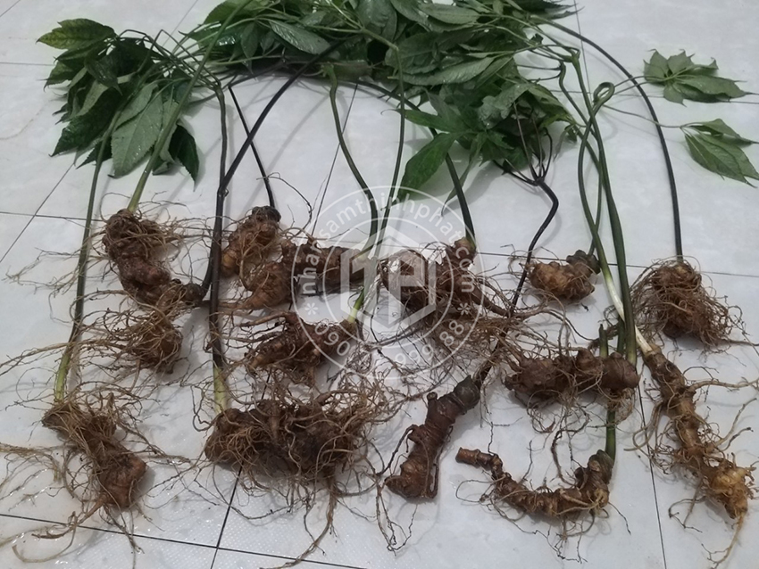 Sâm Ngọc Linh loại 500g 5 - 6 củ