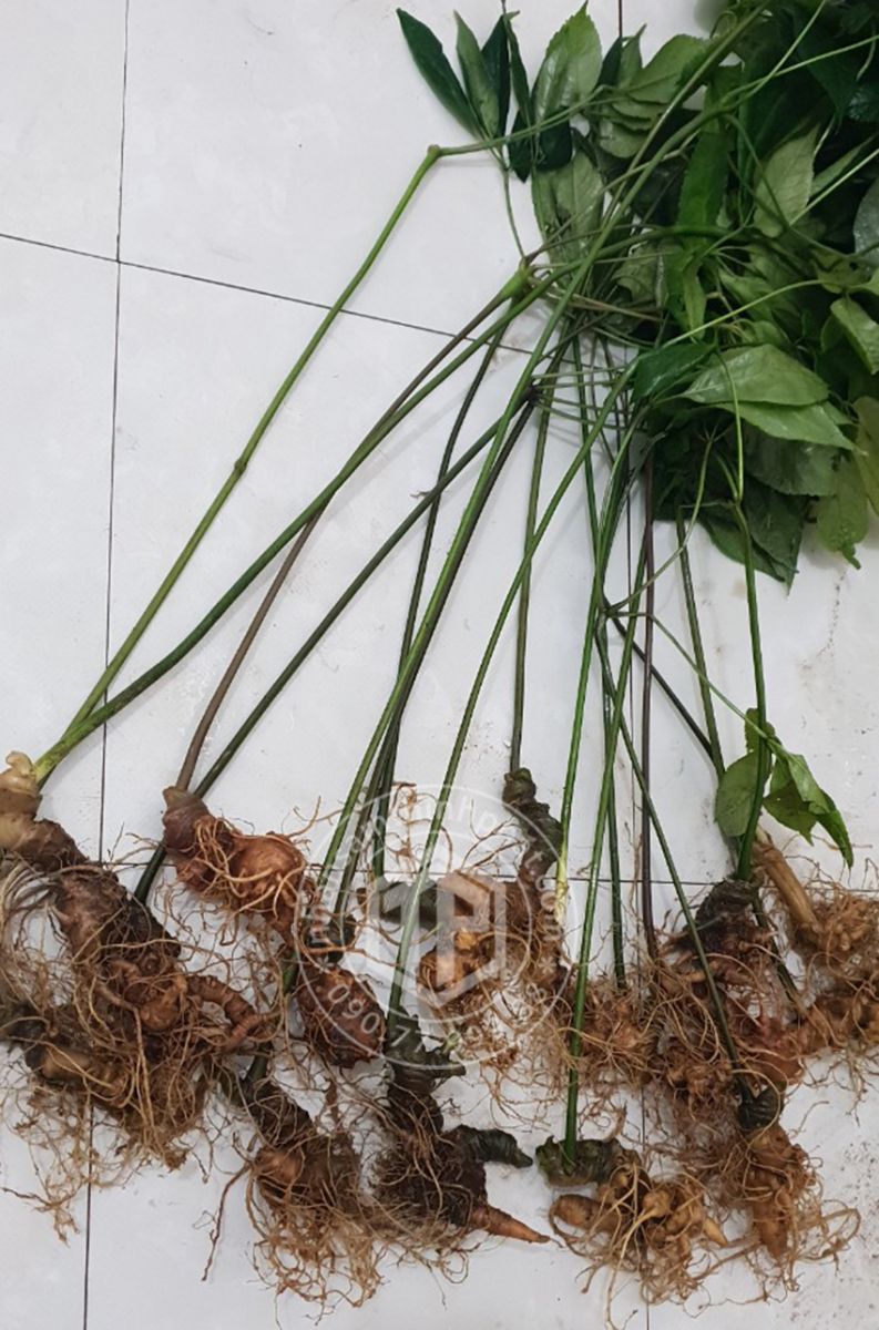 Sâm Ngọc Linh loại 500g 5 - 6 củ