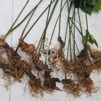 sam-ngoc-linh-loai-500g-5-6-cu